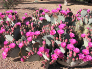 Opuntia Basilaris